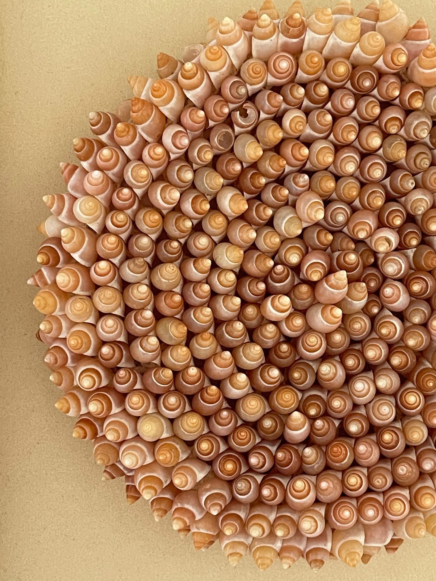 Rare Vintage Natural Shell Clutch